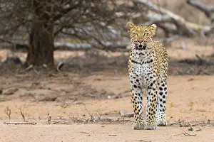 Africa Animal Photos Prints: Leopard, Panthera pardus