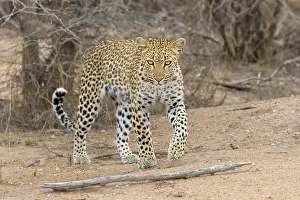 Panthera Pardus Species Prints: Leopard, Panthera pardus