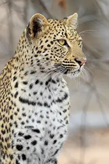 South African Wildlife Photos Prints: Leopard, Panthera pardus