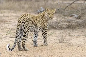 Panthera Pardus Species Prints: Leopard, Panthera pardus