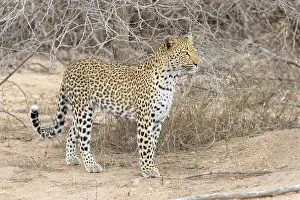 South African Wildlife Photos Prints: Leopard, Panthera pardus