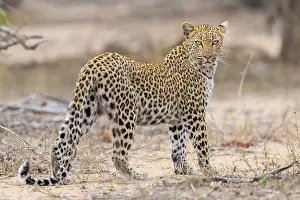 South African Wildlife Photos Prints: Leopard, Panthera pardus