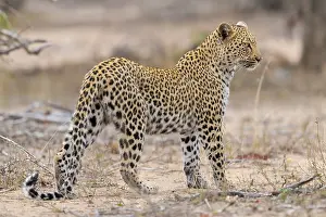 Leopard Conservation Images Prints: Leopard, Panthera pardus