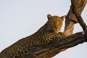 Leopard In Tree Prints: A leopard, Panthera pardus, resting in a tree top