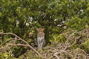 Panthera Pardus Species Prints: A leopard, Panthera pardus, standing in the top of a tree