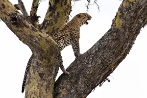 African Wildlife Nature Reserve Prints: A leopard, Panthera pardus, standing on a tree
