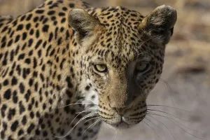Panthera Pardus Species Prints: A leopard, Panthera pardus, walking and looking at the camera
