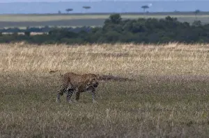 Common Zebra Species Prints: A leopard, Panthera pardus, walking in an open plain