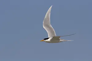 Print of Adult Lesser Crested Tern in Breeding Plumage