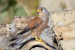 Lesser Kestrel Prints: Lesser Kestrel
