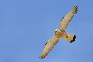 Raptor In Flight Prints: Lesser Kestrel