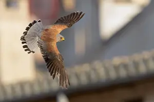 Flying Birds Europe Prints: Lesser Kestrel