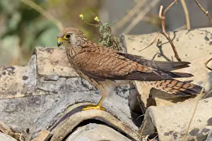 Raptor Species Prints: Lesser Kestrel
