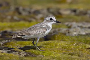 Shorebird Species Prints: Lesser Sand Plover