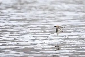 May Prints: Print of Lesser Sand Plover in Flight over Tajikistan Lake
