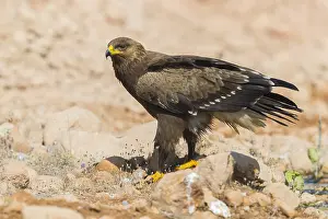 Lesser Spotted Eagle Prints: Lesser Spotted Eagle