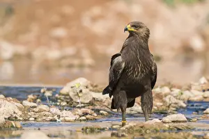 Lesser Spotted Eagle Prints: Lesser Spotted Eagle