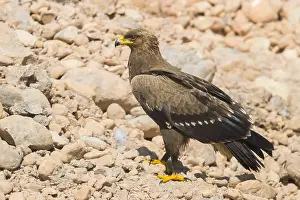 Lesser Spotted Eagle Prints: Lesser Spotted Eagle