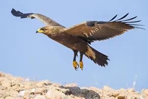 Lesser Spotted Eagle Prints: Lesser Spotted Eagle