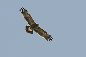 Lesser Spotted Eagle Prints: Lesser Spotted Eagle, Schreeuwarend, Aquila pomarina