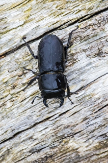 Lesser Stag Beetle Prints: Lesser stag beetle, Dorcus parallelipipedus