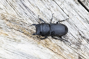 Lesser Stag Beetle Print