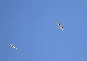 Letter-winged Kite Print: Australian Sky Scene