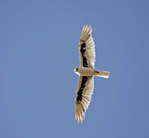 Australian Birds Of Prey Prints: Letter-winged Kite, Elanus scriptus