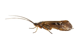 Limnephilus auricula Print, a caddisfly specimen in insect print format