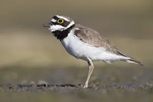 Little Ringed Plover Print: Adult Standing on Ground