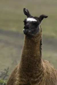 South American Mammal Prints: Llama