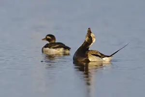 Long-tailed Duck Adult Male Print