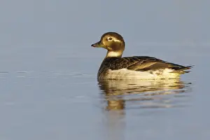North America Water Birds Prints: Long-tailed Duck