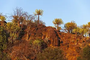 Botswana Landscape Photography Prints: Low angle view of cliffs lined with strange trees