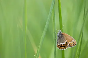 June Prints: Macro Print of Coenonympha hero Butterfly, Russia