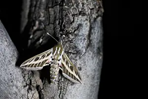 Wildlife Macro Photography Prints: Macro image of a butterfly
