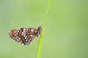 Macro Nature Photography Prints: Macro image of a butterfly