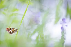 Asian Wildlife Images Prints: Macro image of a butterfly