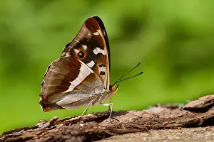 Purple Emperor Butterfly Prints: Macro image of a butterfly
