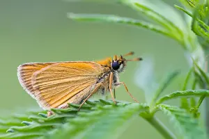 Outdoor Wildlife Photography Tips Prints: Macro image of a butterfly