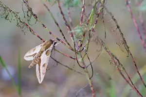 Outdoor Wildlife Photography Tips Prints: Macro image of a butterfly
