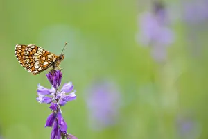 Asian Wildlife Images Prints: Macro image of a butterfly