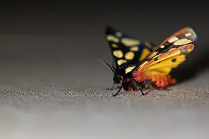 Outdoor Nature Photography Tips Prints: Macro image of a butterfly