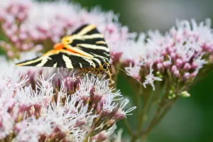 German Wildlife Fauna Images Prints: Macro image of a butterfly