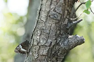 Insect Macro Photography Prints: Macro image of a butterfly