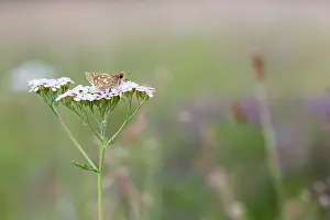 European Fauna And Flora Prints: Macro image of a butterfly