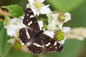 Germany Wildlife Fauna Prints: Macro image of a butterfly
