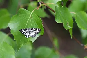 Asian Wildlife Images Prints: Macro image of a butterfly