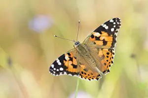 Vanessa Cardui Species Prints: Macro image of a butterfly