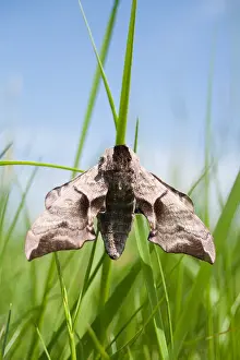 European Moth Species Prints: Macro image of a butterfly